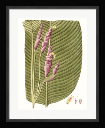 Framed Leaves of the Tropics I Print
