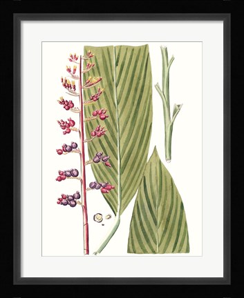 Framed Leaves of the Tropics III Print