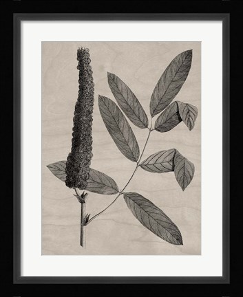 Framed Eloquent Leaves I Print