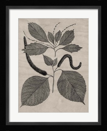 Framed Eloquent Leaves II Print