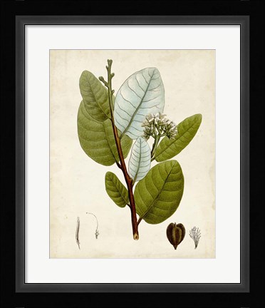 Framed Verdant Foliage I Print