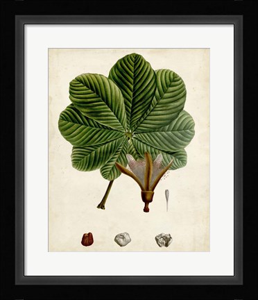 Framed Verdant Foliage II Print