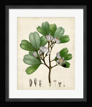 Framed Verdant Foliage III Print