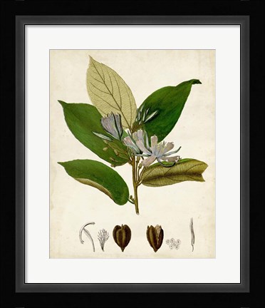 Framed Verdant Foliage IV Print