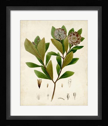 Framed Verdant Foliage V Print