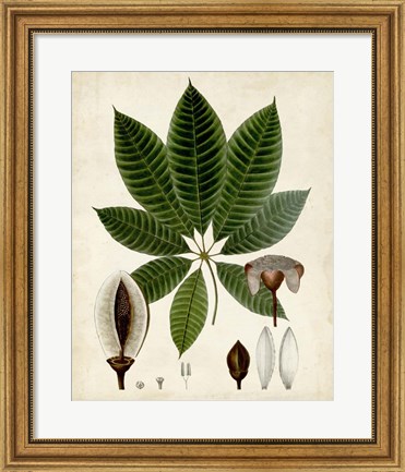 Framed Verdant Foliage VII Print