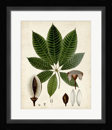Framed Verdant Foliage VII Print