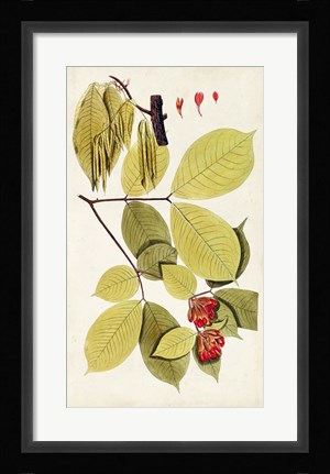 Framed Leaf Varieties II Print