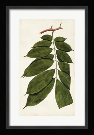 Framed Leaf Varieties III Print