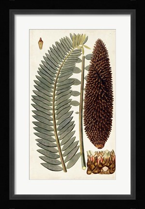 Framed Leaf Varieties IV Print