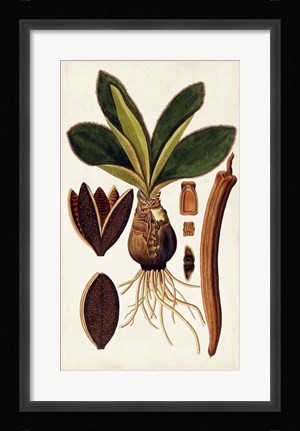 Framed Leaf Varieties V Print