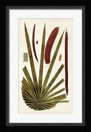 Framed Leaf Varieties VI Print