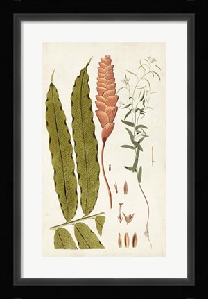 Framed Leaf Varieties VII Print