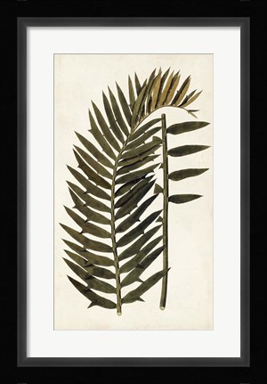Framed Leaf Varieties VIII Print