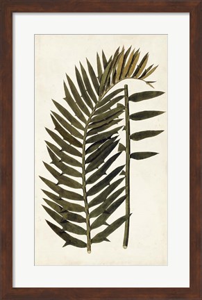 Framed Leaf Varieties VIII Print