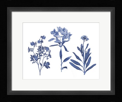 Framed Indigo Pressed Florals II Print