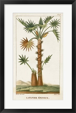 Framed Exotic Palms I Print