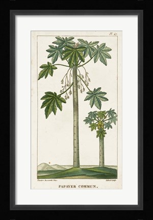 Framed Exotic Palms II Print
