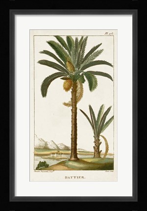 Framed Exotic Palms IV Print