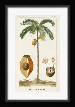Framed Exotic Palms V Print