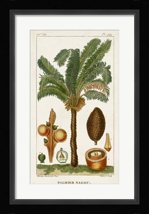 Framed Exotic Palms VII Print