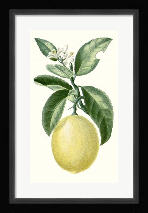 Framed Fruit I Print