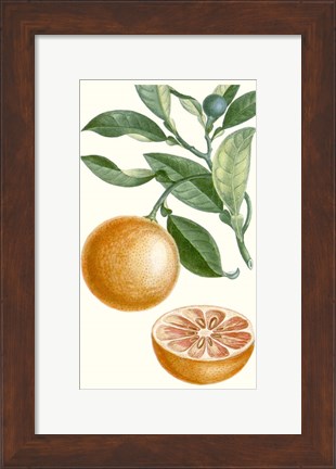 Framed Fruit II Print