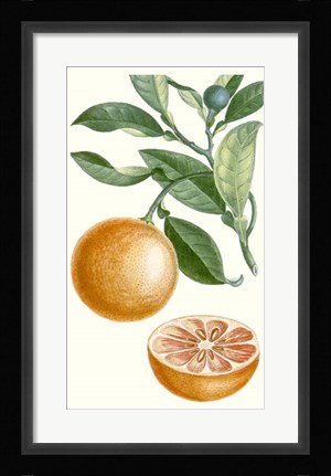 Framed Fruit II Print