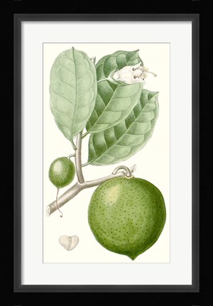 Framed Fruit III Print