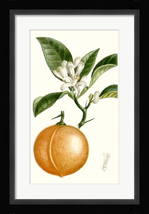 Framed Fruit IV Print