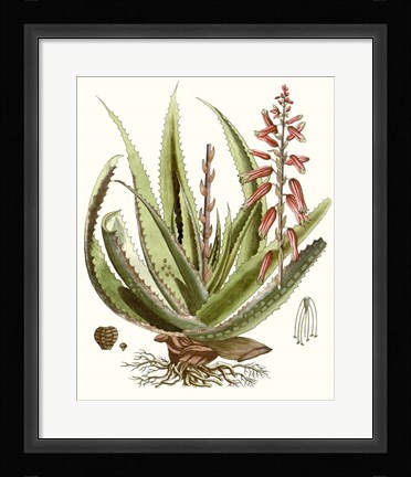 Framed Antique Aloe I Print