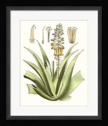 Framed Antique Aloe II Print