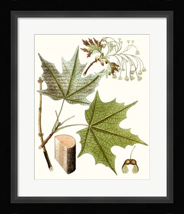 Framed Maple Leaves III Print