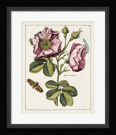 Framed Pink Rose Print