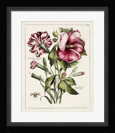 Framed Pink Hibiscus Print