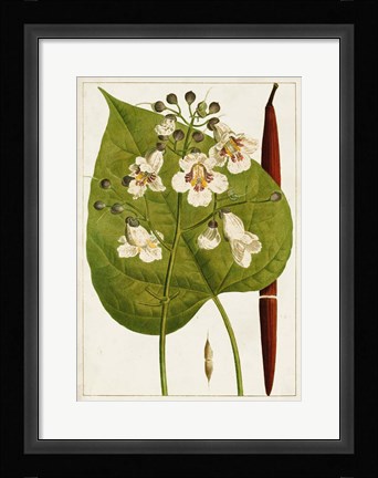 Framed Antique Flowering Trees V Print