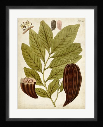 Framed Horticultural Specimen III Print