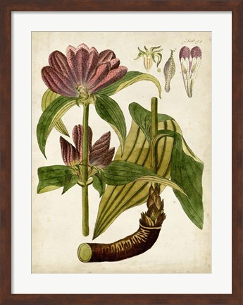 Framed Horticultural Specimen IV Print