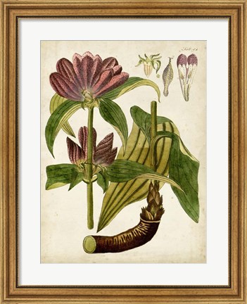 Framed Horticultural Specimen IV Print