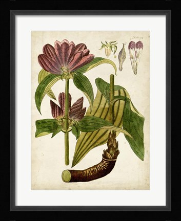 Framed Horticultural Specimen IV Print