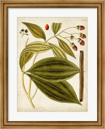 Framed Horticultural Specimen VI Print