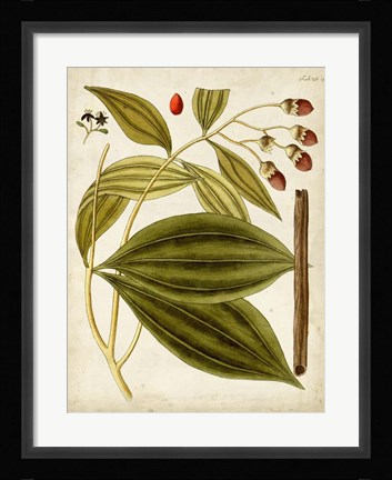 Framed Horticultural Specimen VI Print