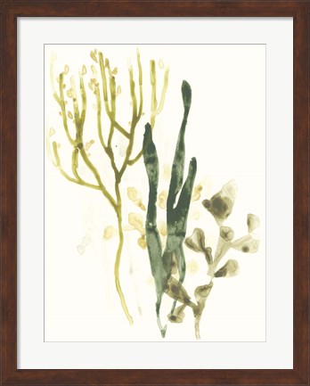 Framed Kelp Collection V Print