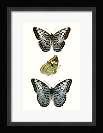 Framed Butterfly Specimen I Print