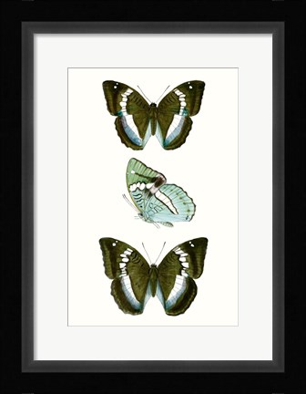 Framed Butterfly Specimen II Print