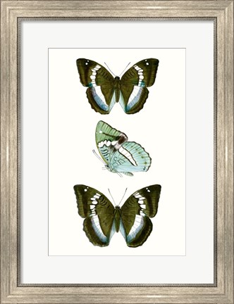 Framed Butterfly Specimen II Print
