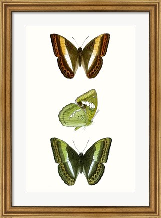 Framed Butterfly Specimen III Print