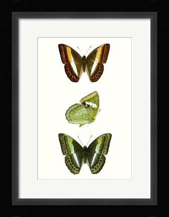 Framed Butterfly Specimen III Print