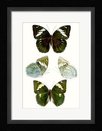 Framed Butterfly Specimen IV Print
