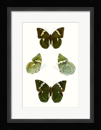 Framed Butterfly Specimen V Print
